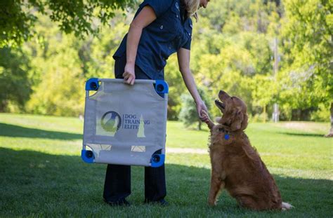 dog training elite dallas|in home dog training near me.